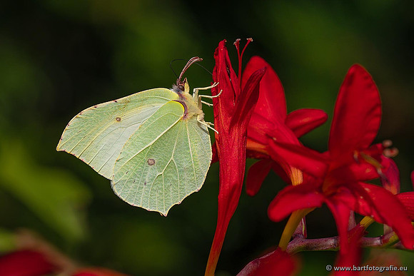Vlinders, Bart Fotografie-069
