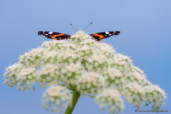 Vlinders, Bart Fotografie-071