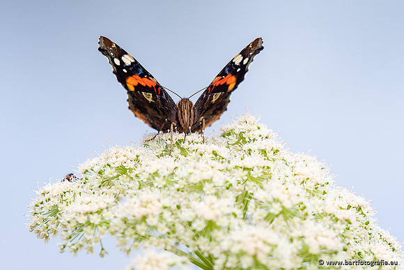 Vlinders, Bart Fotografie-072