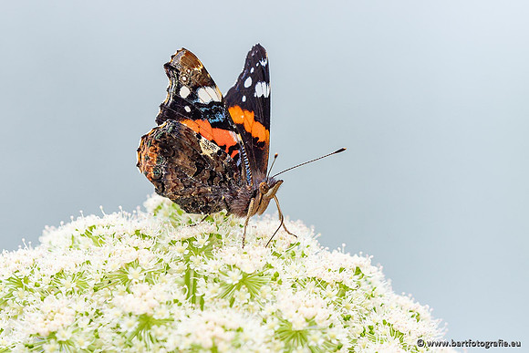 Vlinders, Bart Fotografie-073