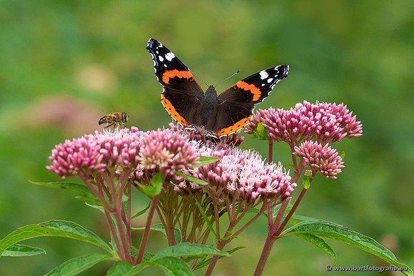 Vlinders, Bart Fotografie-074