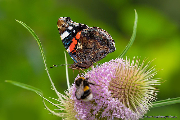 Vlinders, Bart Fotografie-075
