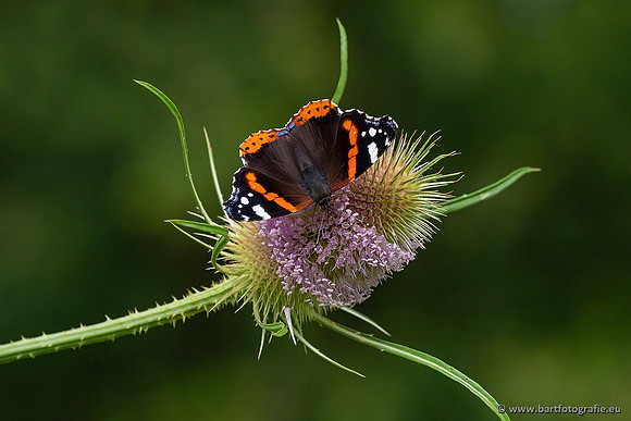 Vlinders, Bart Fotografie-076