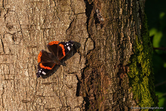 Vlinders, Bart Fotografie-077