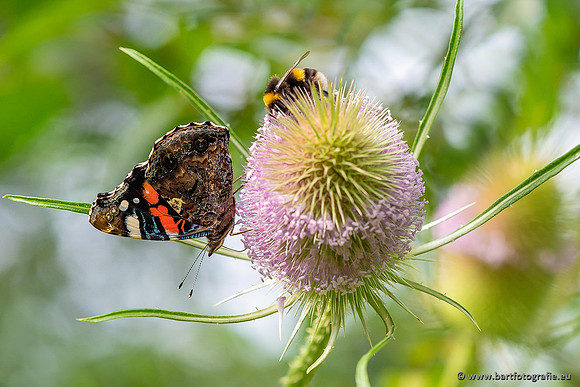Vlinders, Bart Fotografie-078