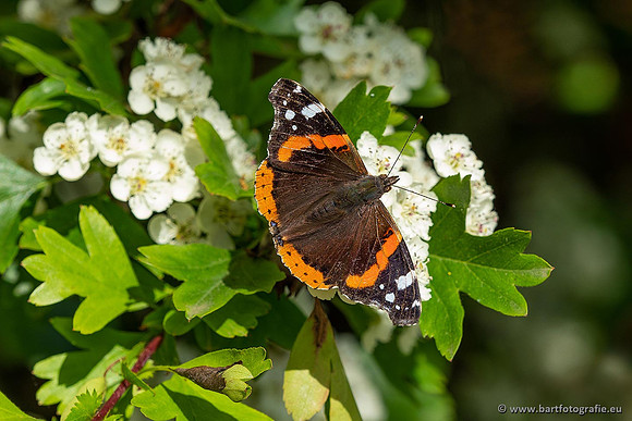 Vlinders, Bart Fotografie-079