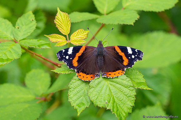 Vlinders, Bart Fotografie-080