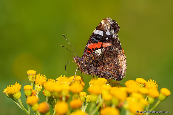Vlinders, Bart Fotografie-081