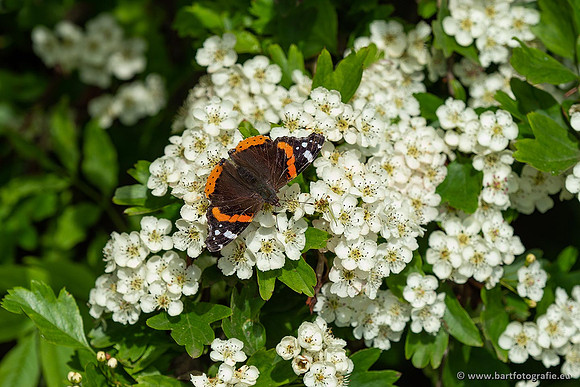 Vlinders, Bart Fotografie-082