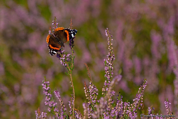 Vlinders, Bart Fotografie-083