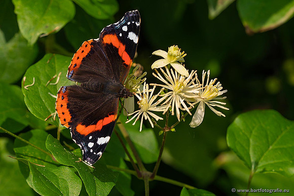 Vlinders, Bart Fotografie-084