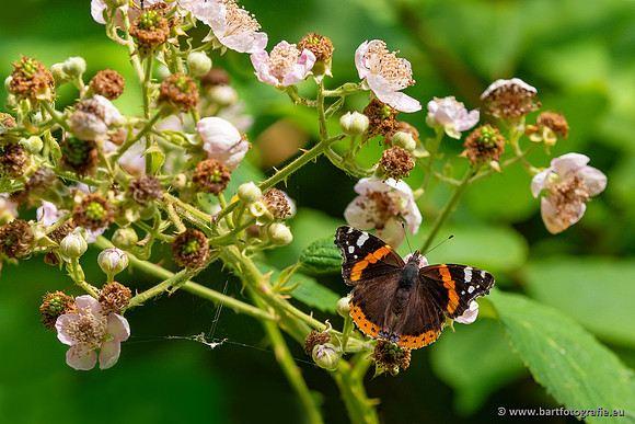 Vlinders, Bart Fotografie-085