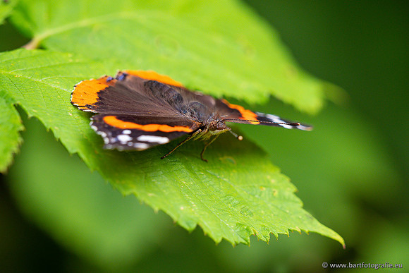 Vlinders, Bart Fotografie-086