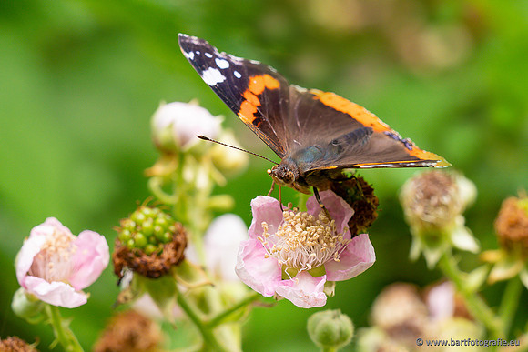 Vlinders, Bart Fotografie-087