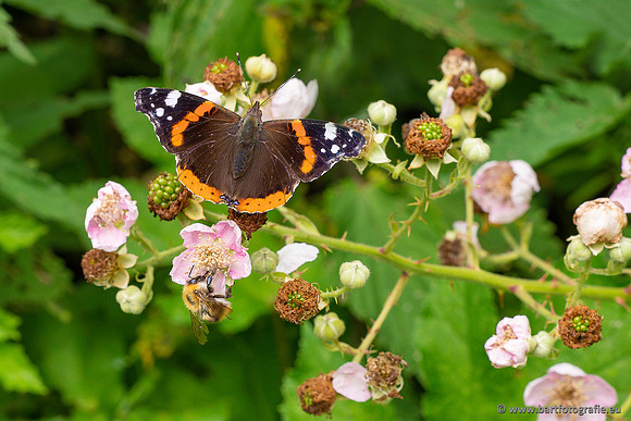 Vlinders, Bart Fotografie-088