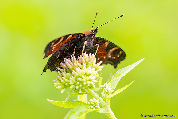 Vlinders, Bart Fotografie-089