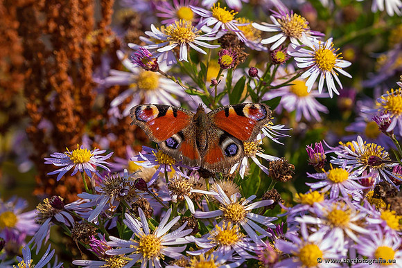 Vlinders, Bart Fotografie-090