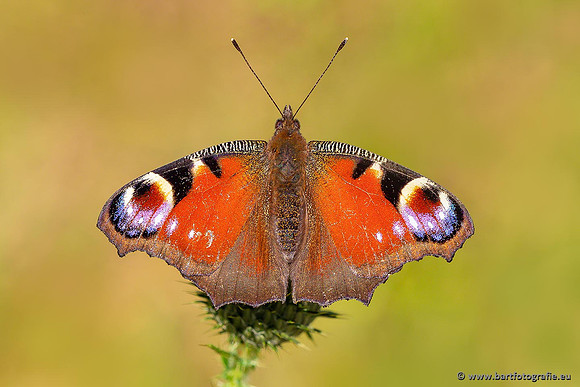 Vlinders, Bart Fotografie-092