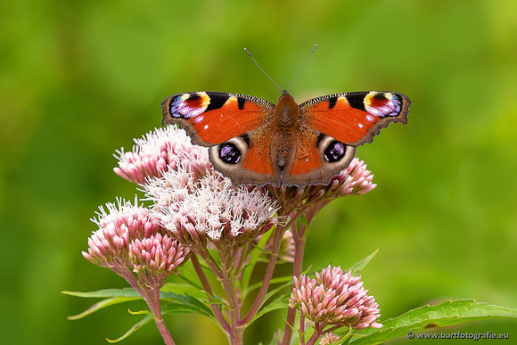 Vlinders, Bart Fotografie-093
