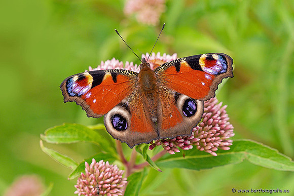 Vlinders, Bart Fotografie-094