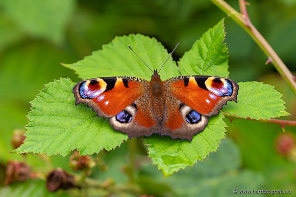 Vlinders, Bart Fotografie-095