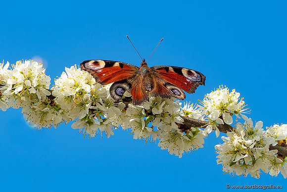 Vlinders, Bart Fotografie-096