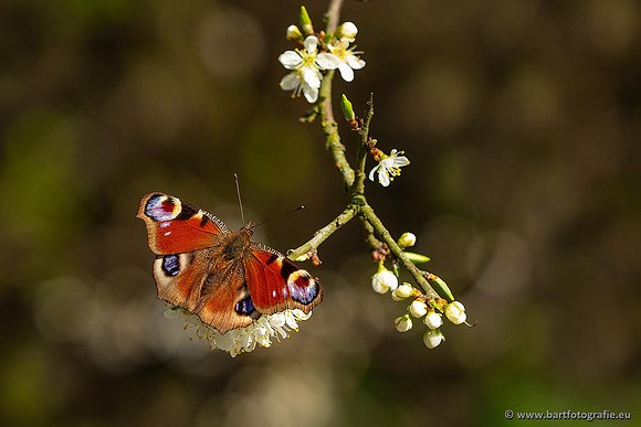 Vlinders, Bart Fotografie-097