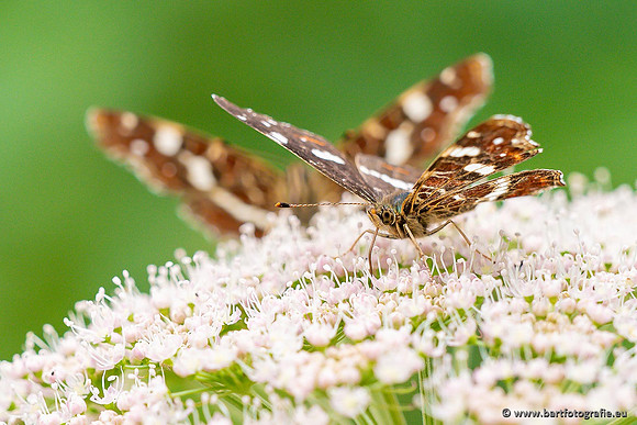 Vlinders, Bart Fotografie-098
