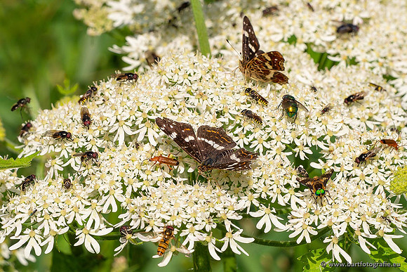 Vlinders, Bart Fotografie-103