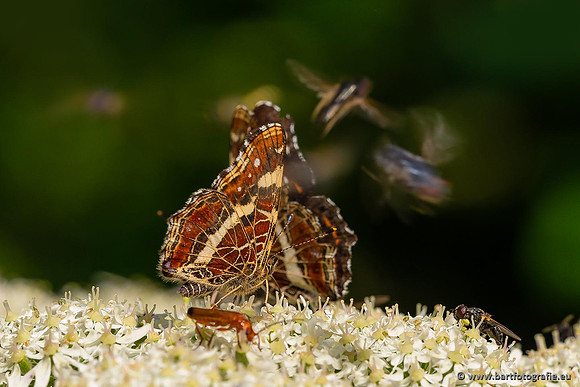 Vlinders, Bart Fotografie-104