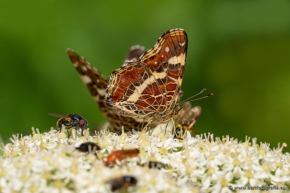 Vlinders, Bart Fotografie-105
