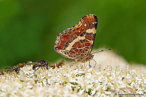 Vlinders, Bart Fotografie-106