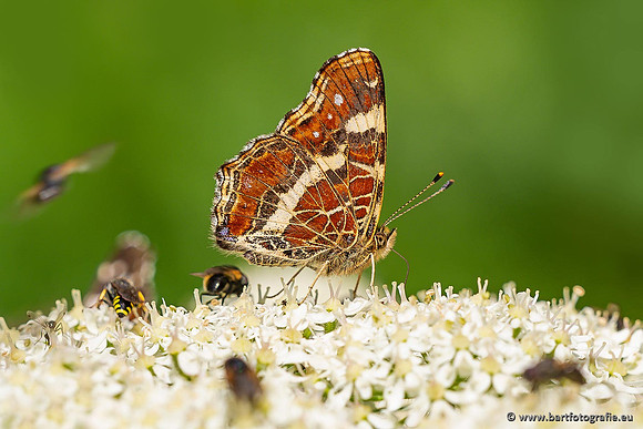 Vlinders, Bart Fotografie-107