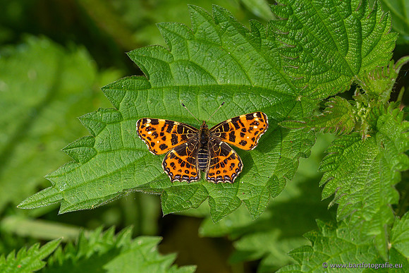Vlinders, Bart Fotografie-108