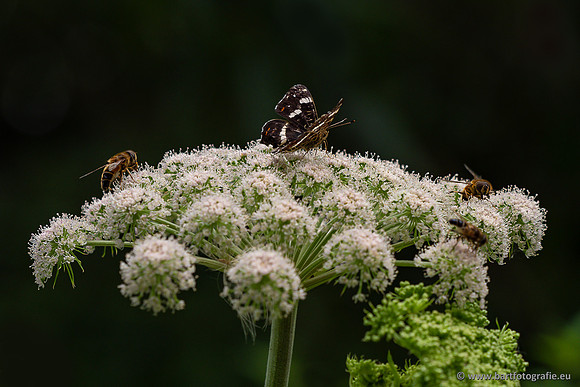 Vlinders, Bart Fotografie-109