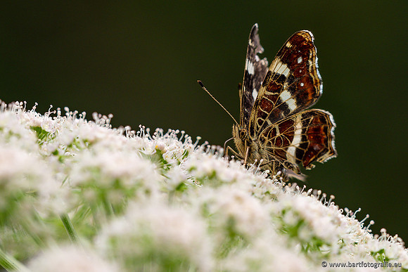 Vlinders, Bart Fotografie-110