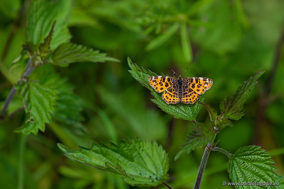 Vlinders, Bart Fotografie-111