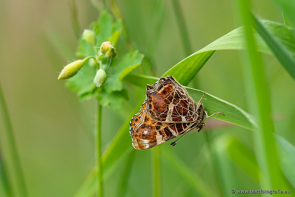 Vlinders, Bart Fotografie-113