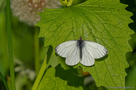Vlinders, Bart Fotografie-116