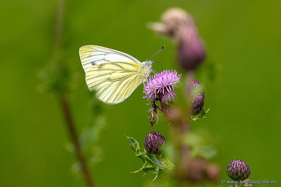 Vlinders, Bart Fotografie-118