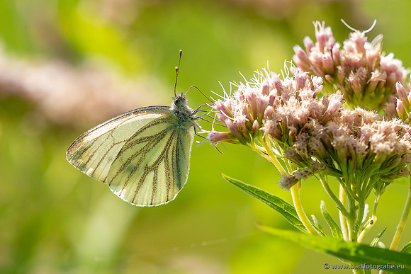 Vlinders, Bart Fotografie-119
