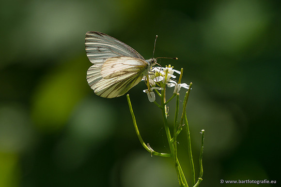 Vlinders, Bart Fotografie-120