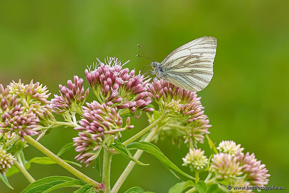 Vlinders, Bart Fotografie-121