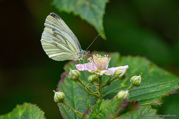 Vlinders, Bart Fotografie-122