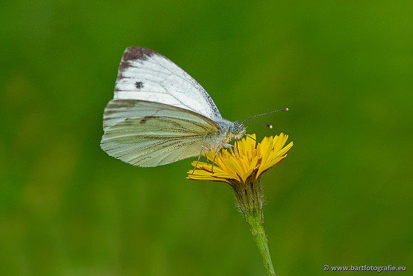 Vlinders, Bart Fotografie-123