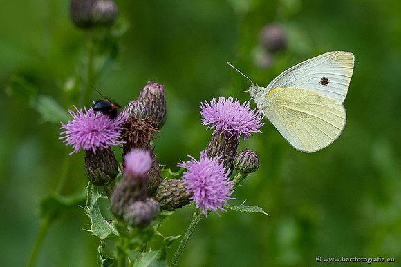 Vlinders, Bart Fotografie-124