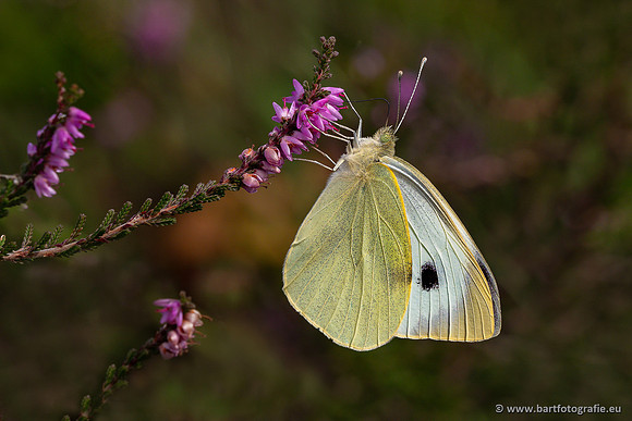 Vlinders, Bart Fotografie-125