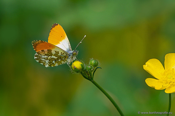 Vlinders, Bart Fotografie-127