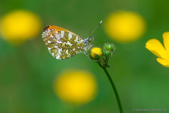 Vlinders, Bart Fotografie-128