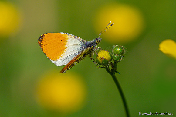 Vlinders, Bart Fotografie-129